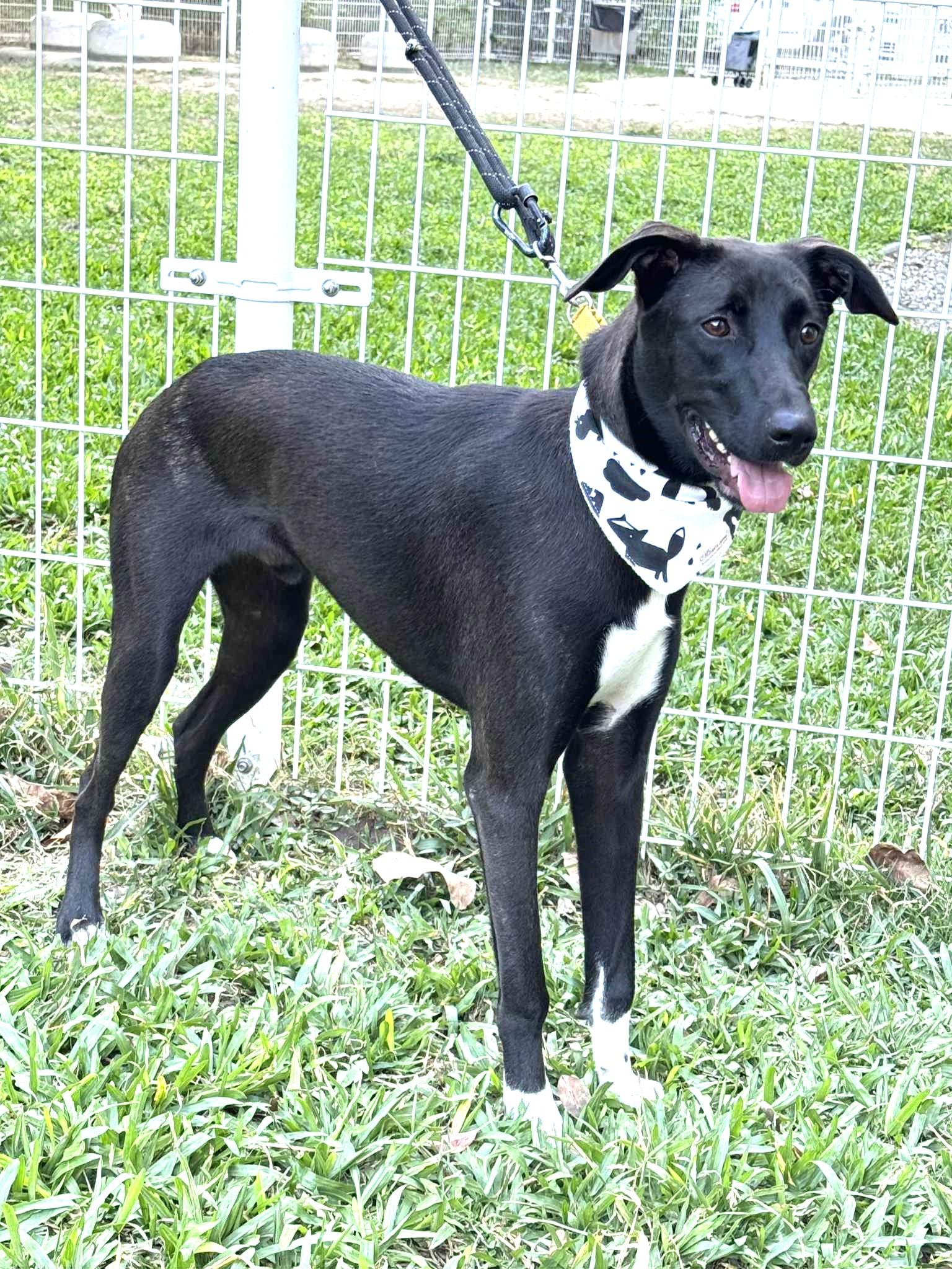 Enlarge Dali, a ADOPTABLE mixed breed in Hacienda Heights, CA image 6/6