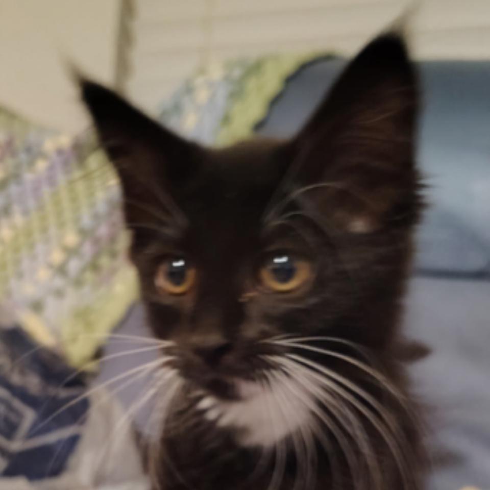 Enlarge Whisper, a Adoptable Domestic Medium Hair in North Port, FL image 1/1