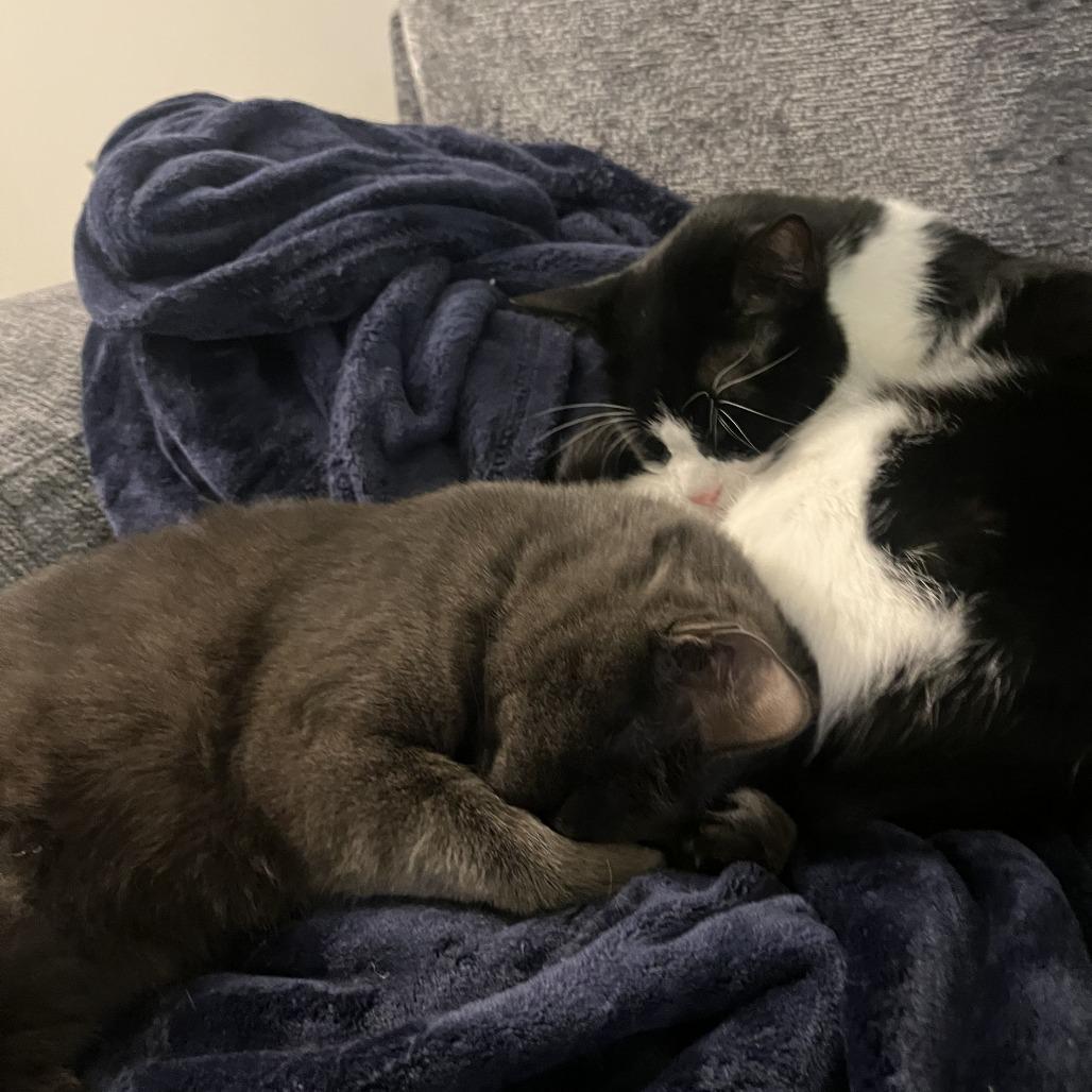 Galveston, Adoptable, Adult Male Domestic Short Hair.