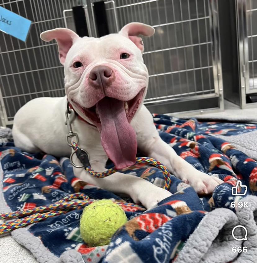 Elfie, an adoptable mixed breed in Amsterdam, NY image 5/5