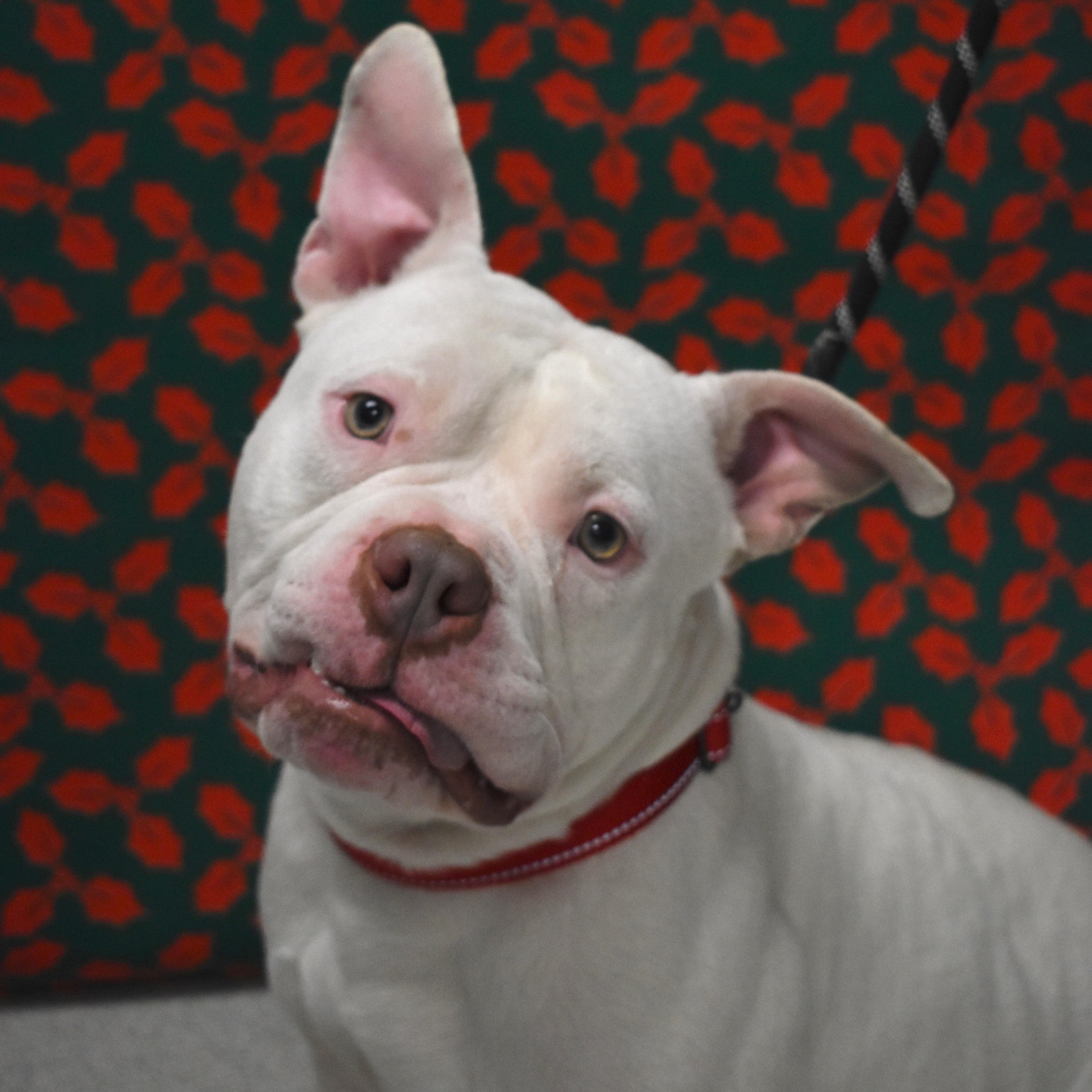 Elfie, an adoptable mixed breed in Amsterdam, NY image 2/5