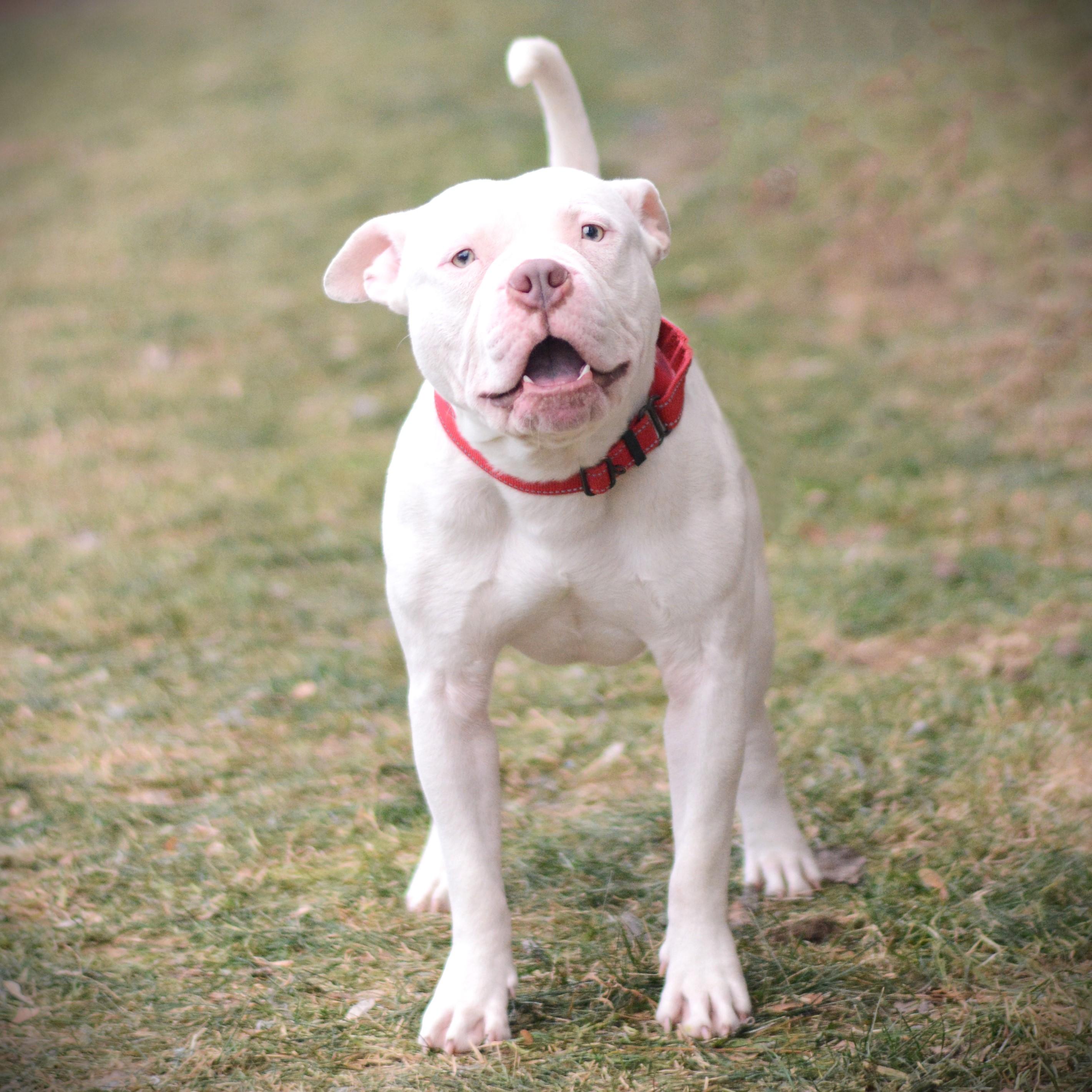 Elfie, an adoptable mixed breed in Amsterdam, NY image 4/5