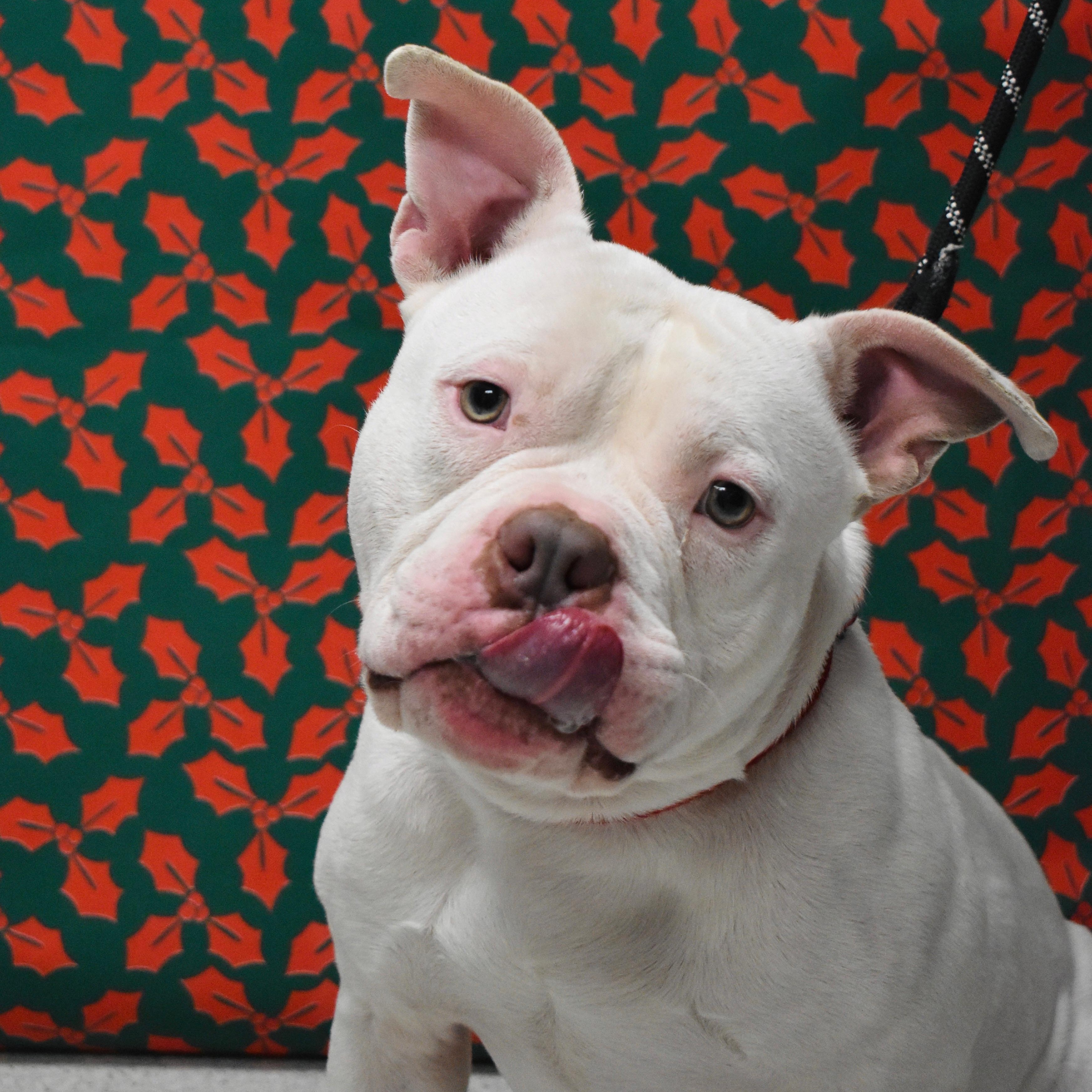 Elfie, an adoptable mixed breed in Amsterdam, NY image 1/5