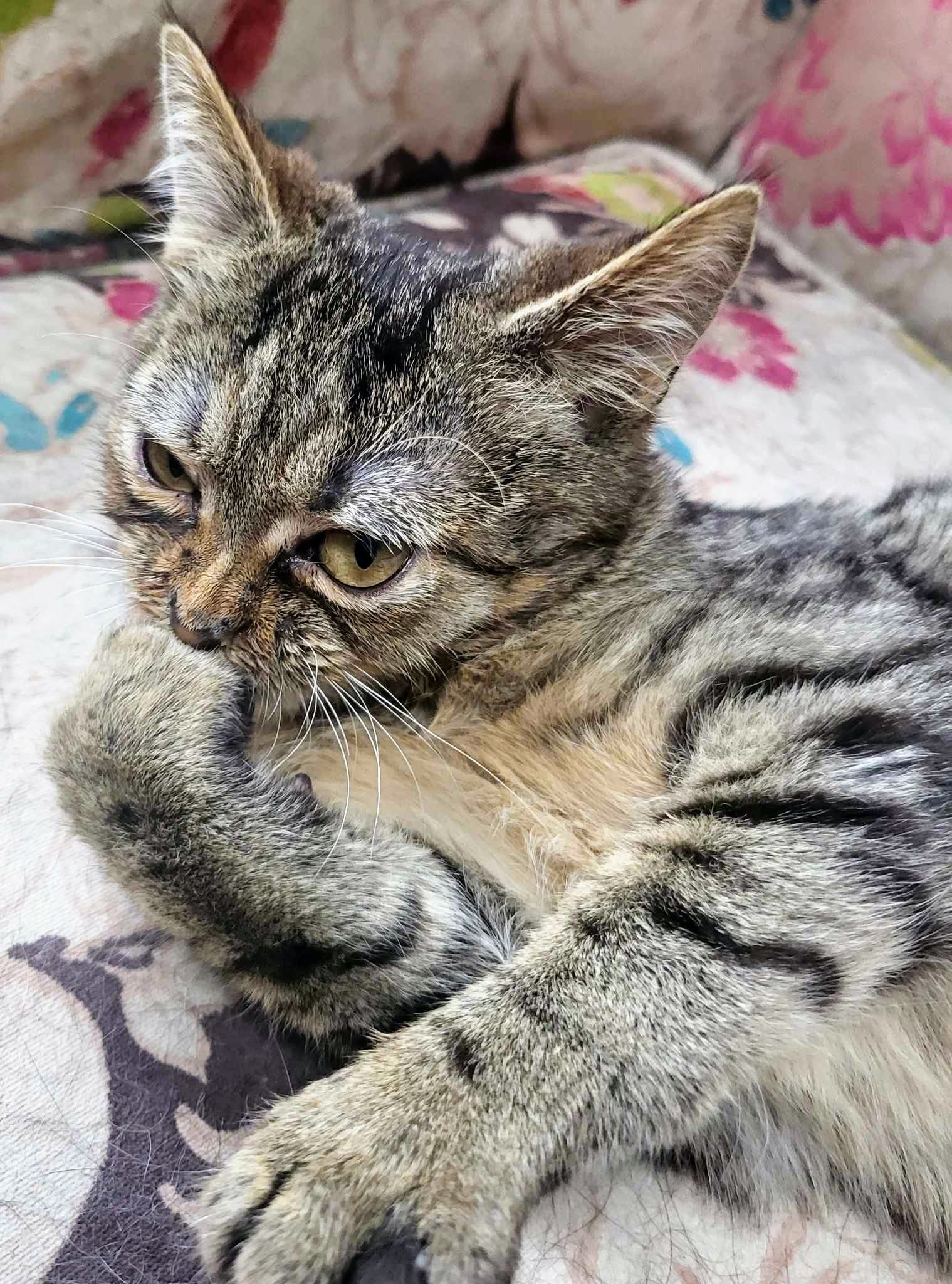 Luka , a Adoptable Domestic Short Hair in Greensburg, PA image 2/10