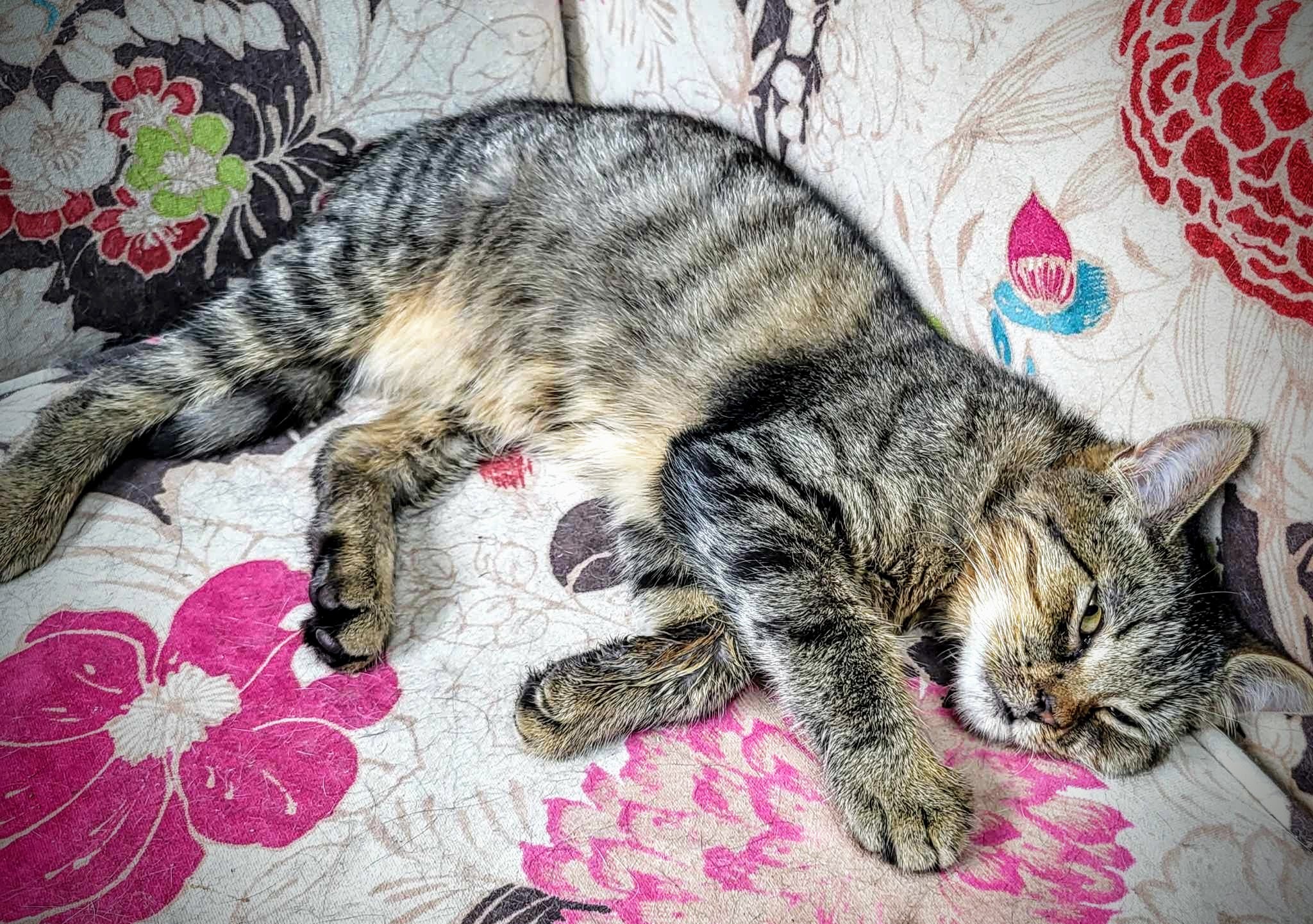 Luka , a Adoptable Domestic Short Hair in Greensburg, PA image 3/10