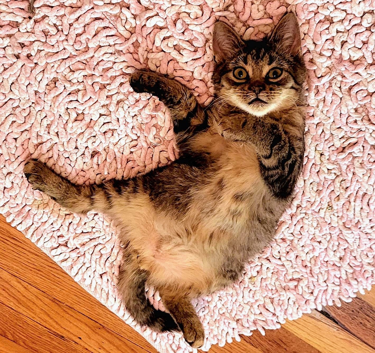 Luka , a Adoptable Domestic Short Hair in Greensburg, PA image 4/10