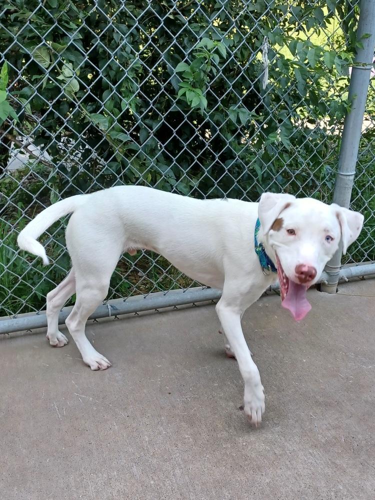 Anthony, Adoptable, Adult Male Husky.