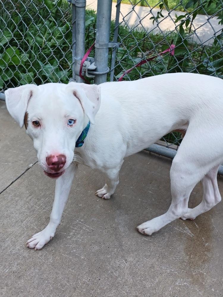 Enlarge Anthony, a Adoptable mixed breed in Kalamazoo, MI image 2/2