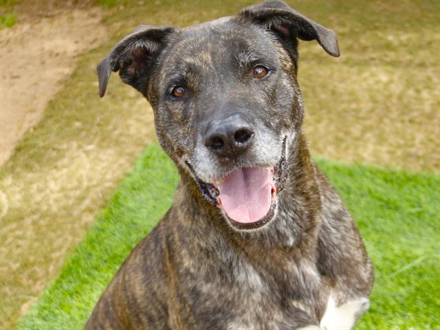 Enlarge FUJI, a Adoptable mixed breed in Tallahassee, FL image 1/1