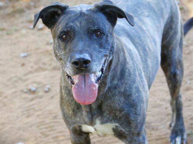 FUJI, Adoptable, Adult Male Labrador Retriever & Mixed Breed.