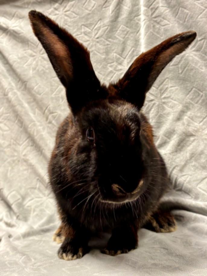 TRUFFLE*, Adoptable, Adult Female Bunny Rabbit.