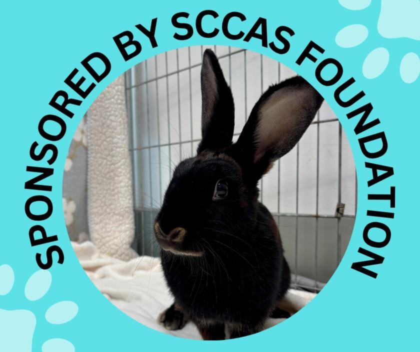 TRUFFLE*, Adoptable, Adult Female Bunny Rabbit.