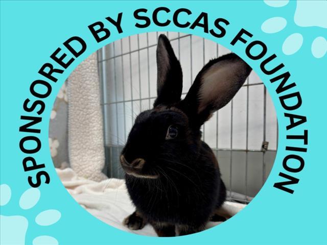 TRUFFLE*, Adoptable, Adult Female Bunny Rabbit.