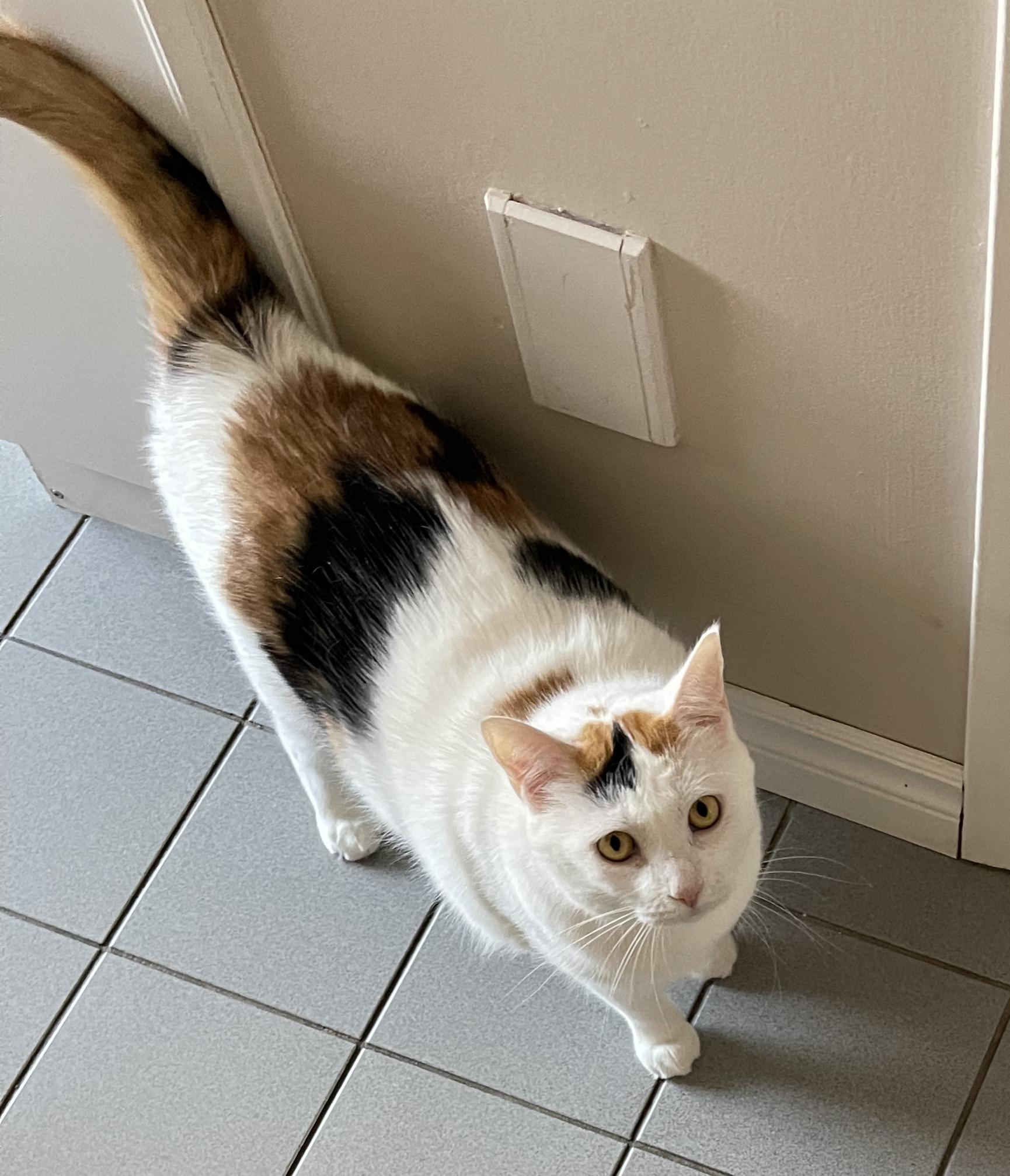 Enlarge Smudge, an adopted Domestic Short Hair in Cambridge, ON image 2/2