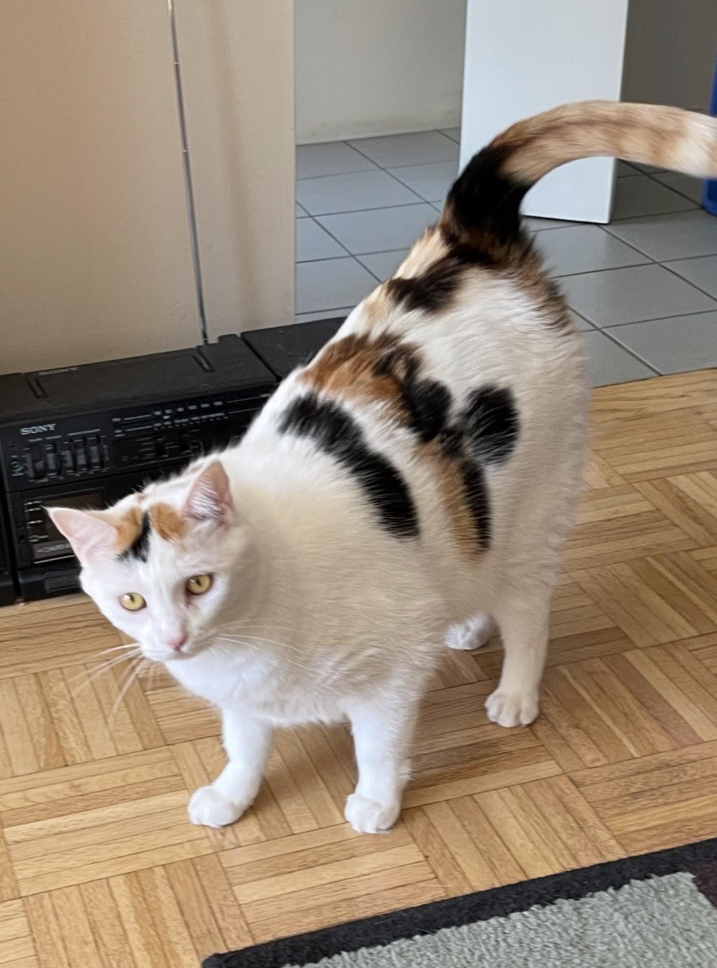 Enlarge Smudge, an adopted Domestic Short Hair in Cambridge, ON image 1/2