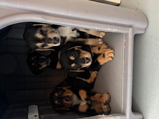 Enlarge Jade, Camo & Cas, a Adoptable mixed breed in Fairfield Bay, AR image 1/1