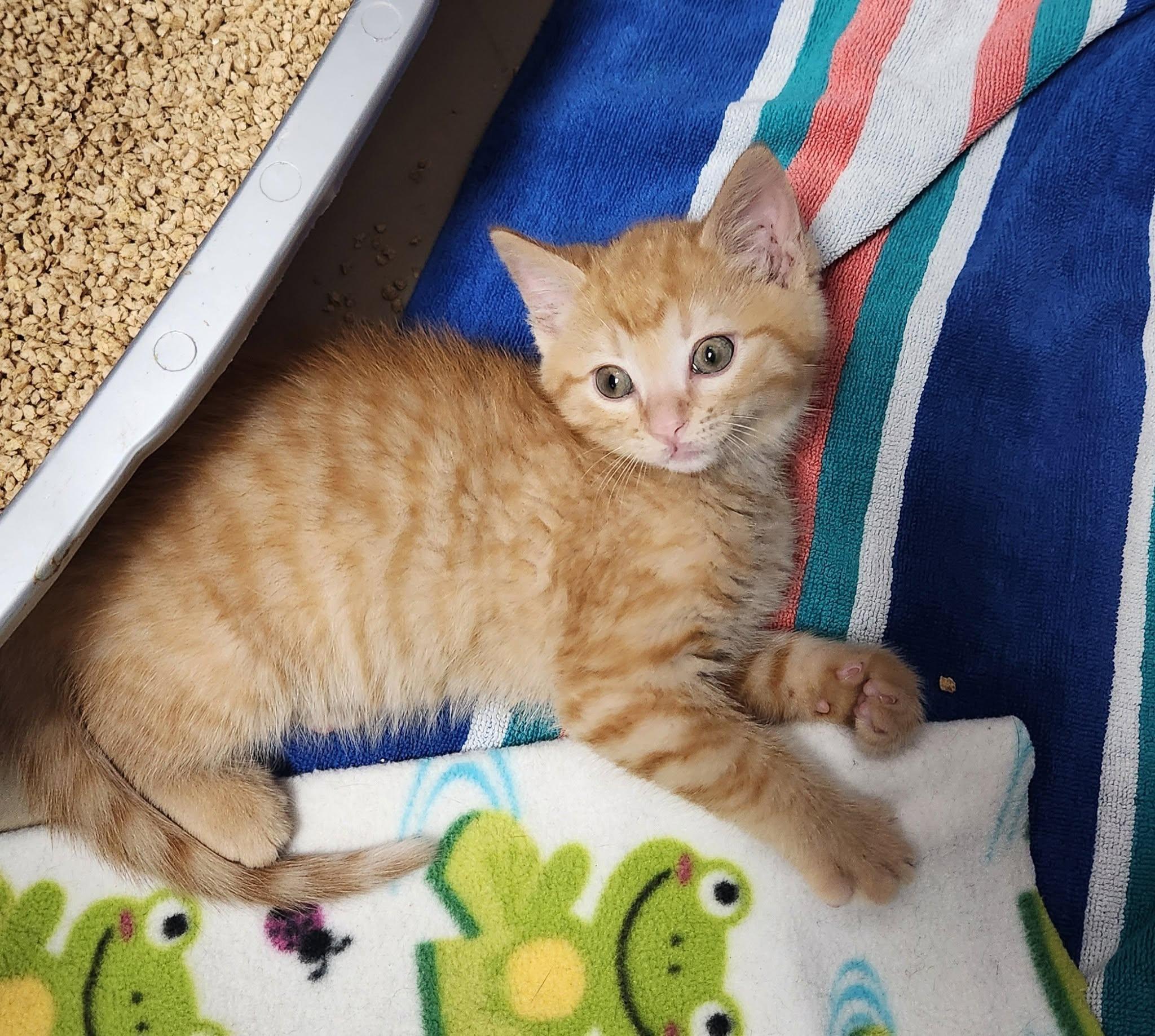 Enlarge Tango, a Adoptable Tabby in Decorah, IA image 5/6