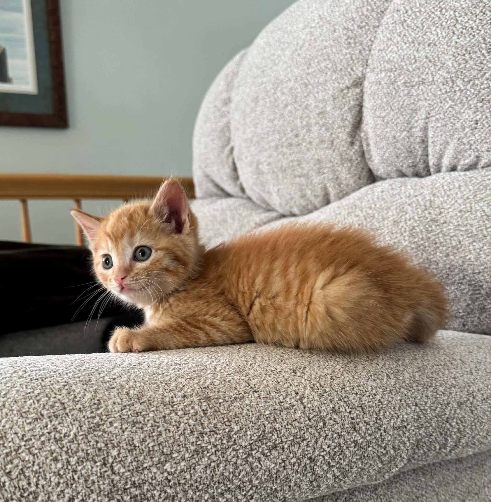 Enlarge Tango, a Adoptable Tabby in Decorah, IA image 2/6