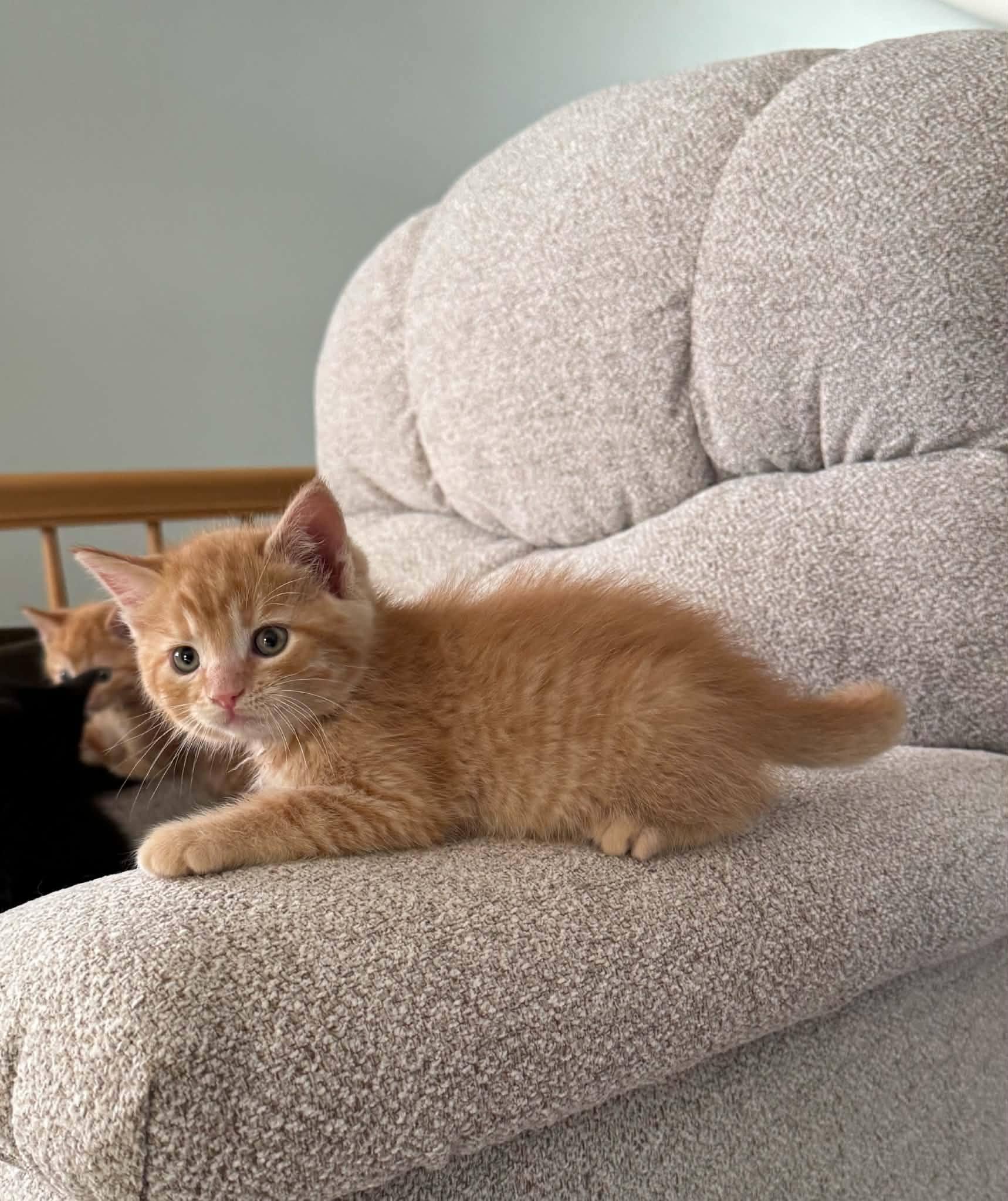 Tango, Adoptable, Kitten Male Tabby.