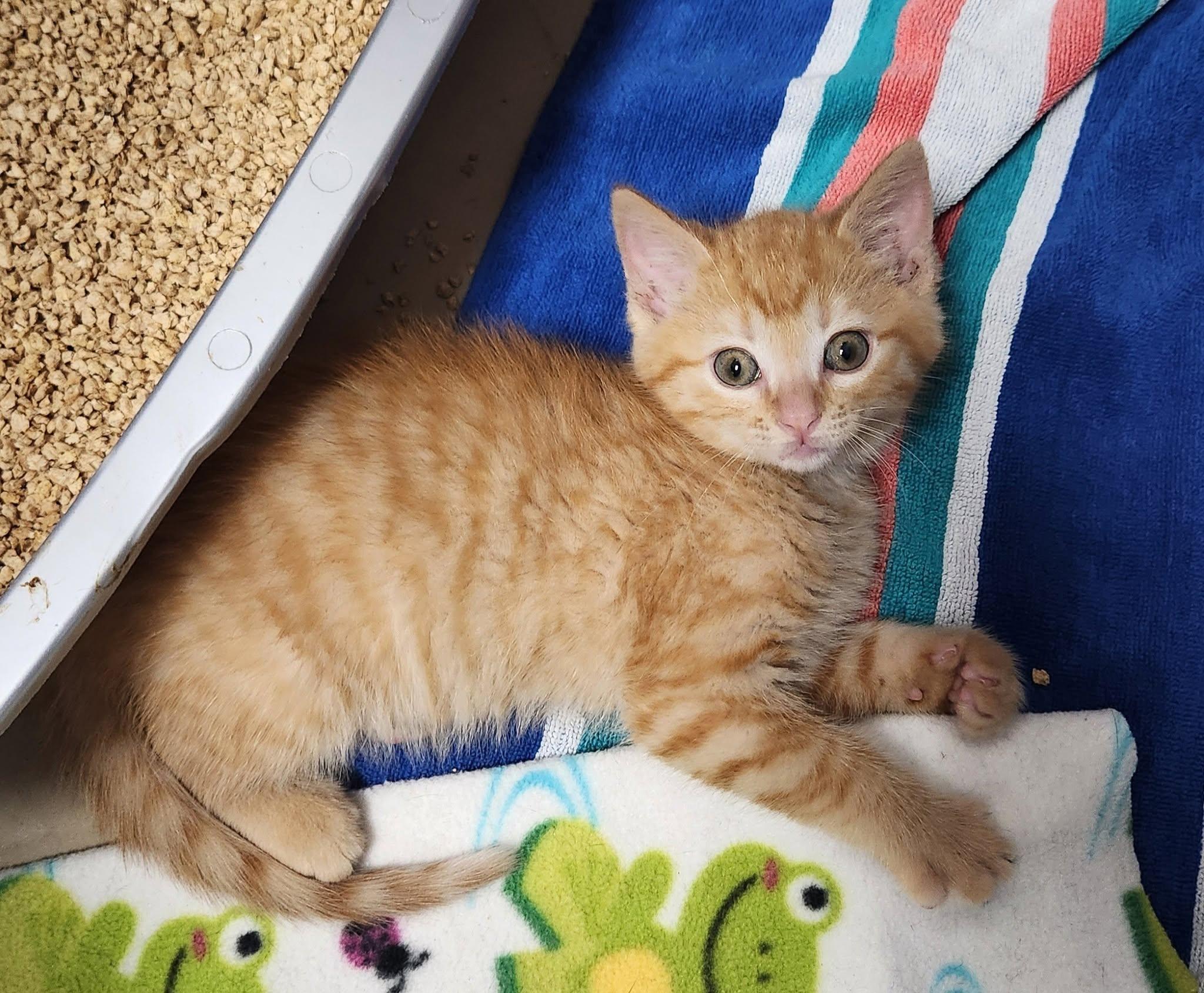 Enlarge Tango, a Adoptable Tabby in Decorah, IA image 6/6