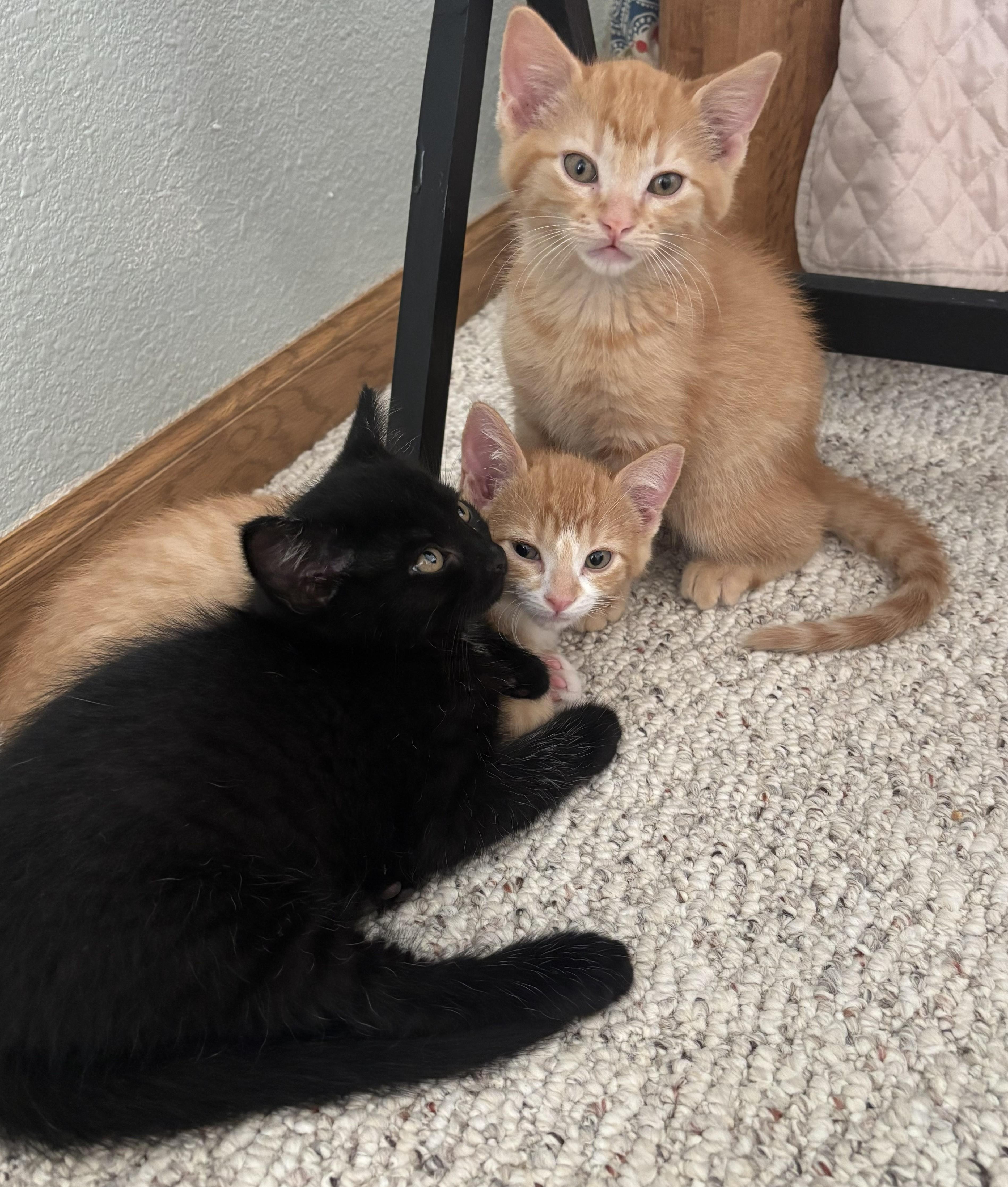 Enlarge Tango, an adopted Tabby in Decorah, IA image 6/6