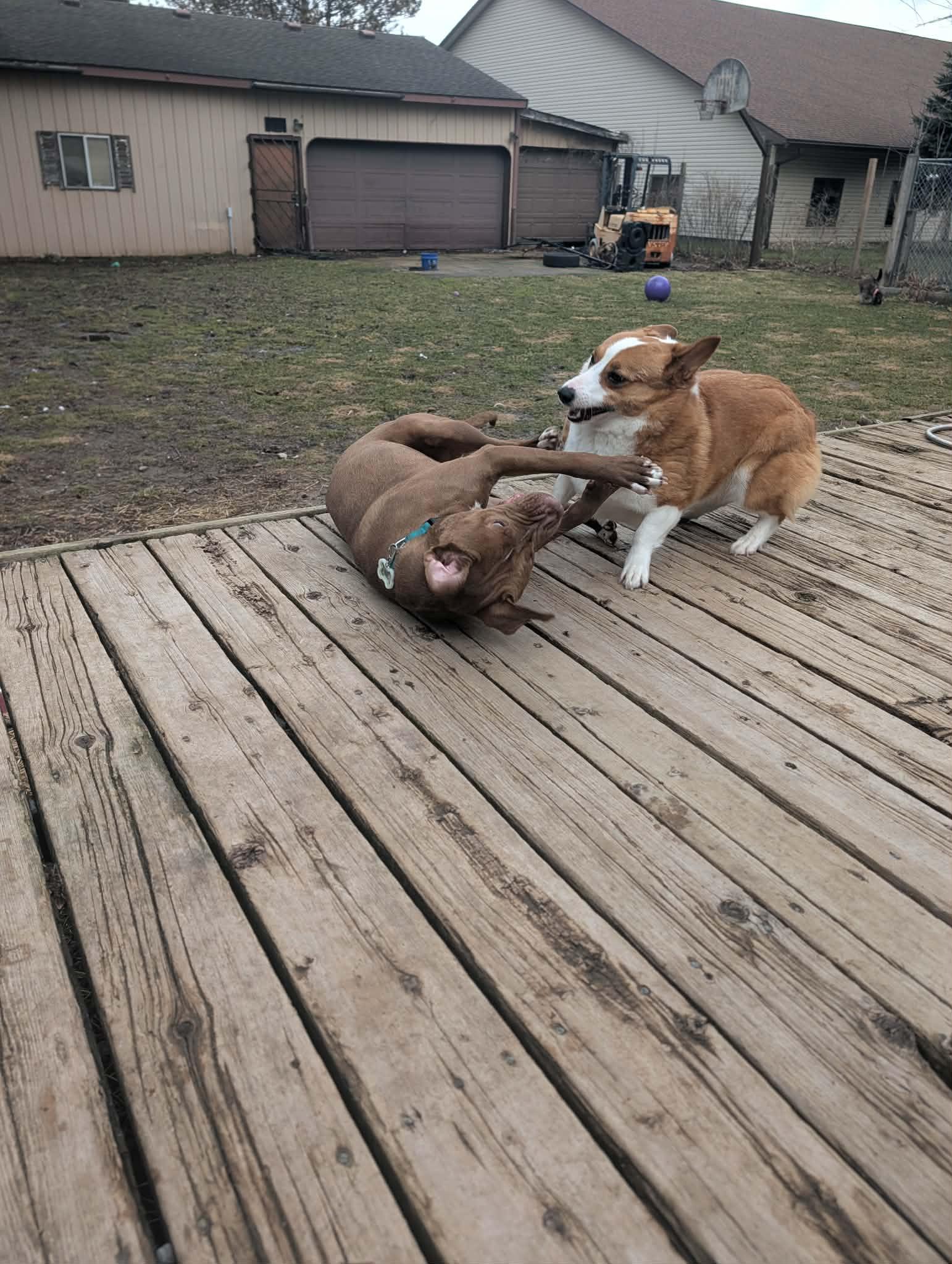 Honey, a ADOPTABLE Corgi in Mount Morris, MI image 5/5