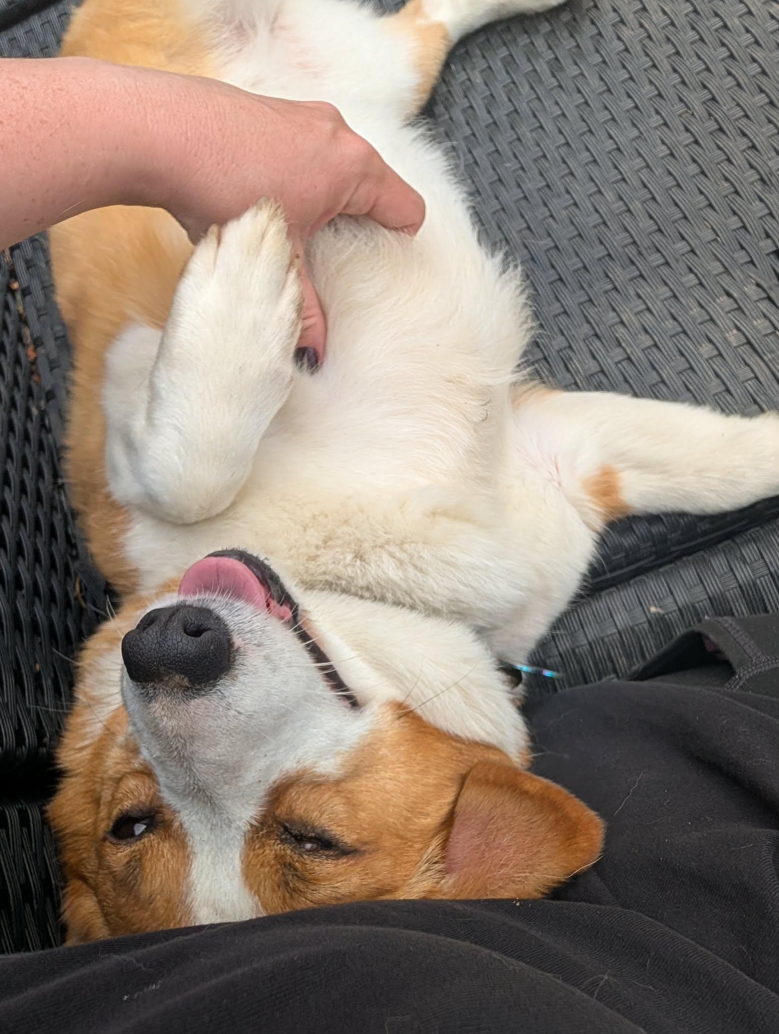 Honey, a ADOPTABLE Corgi in Mount Morris, MI image 4/5