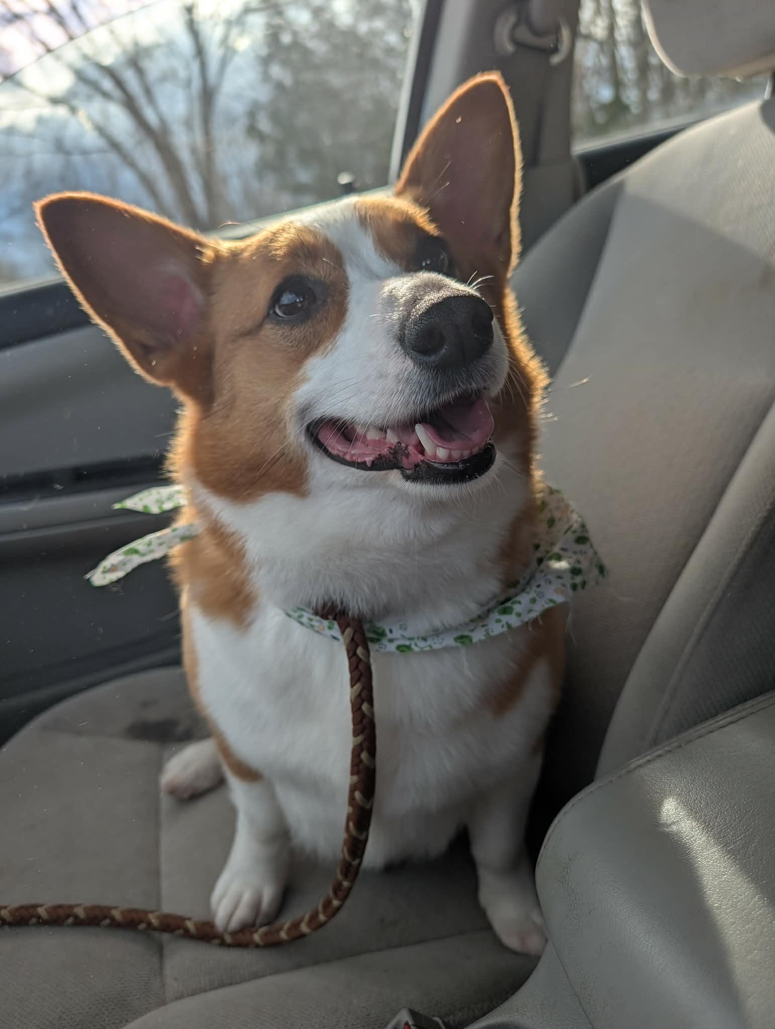 Honey, ADOPTABLE, Adult Female Corgi.