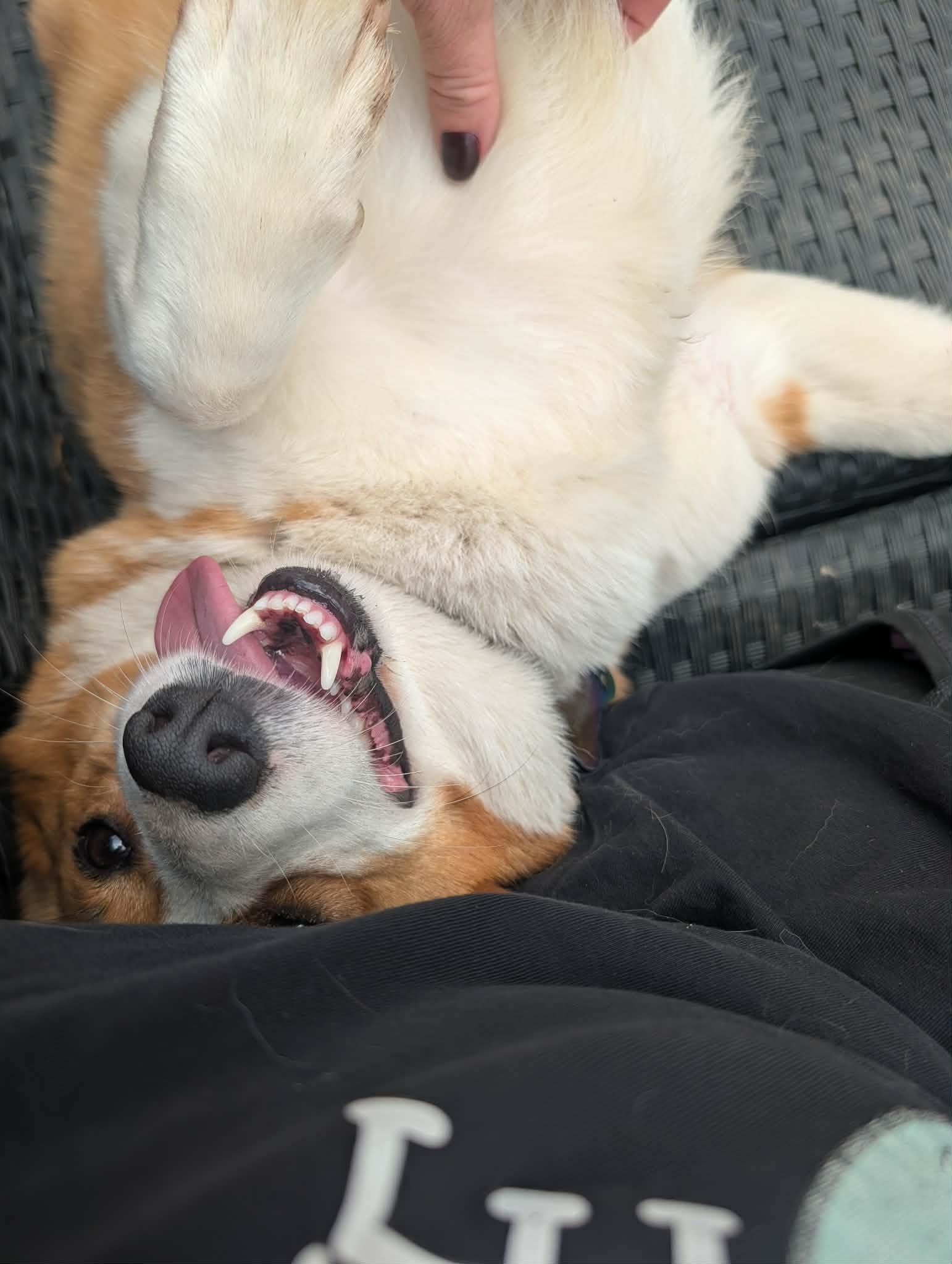 Honey, a ADOPTABLE Corgi in Mount Morris, MI image 3/5