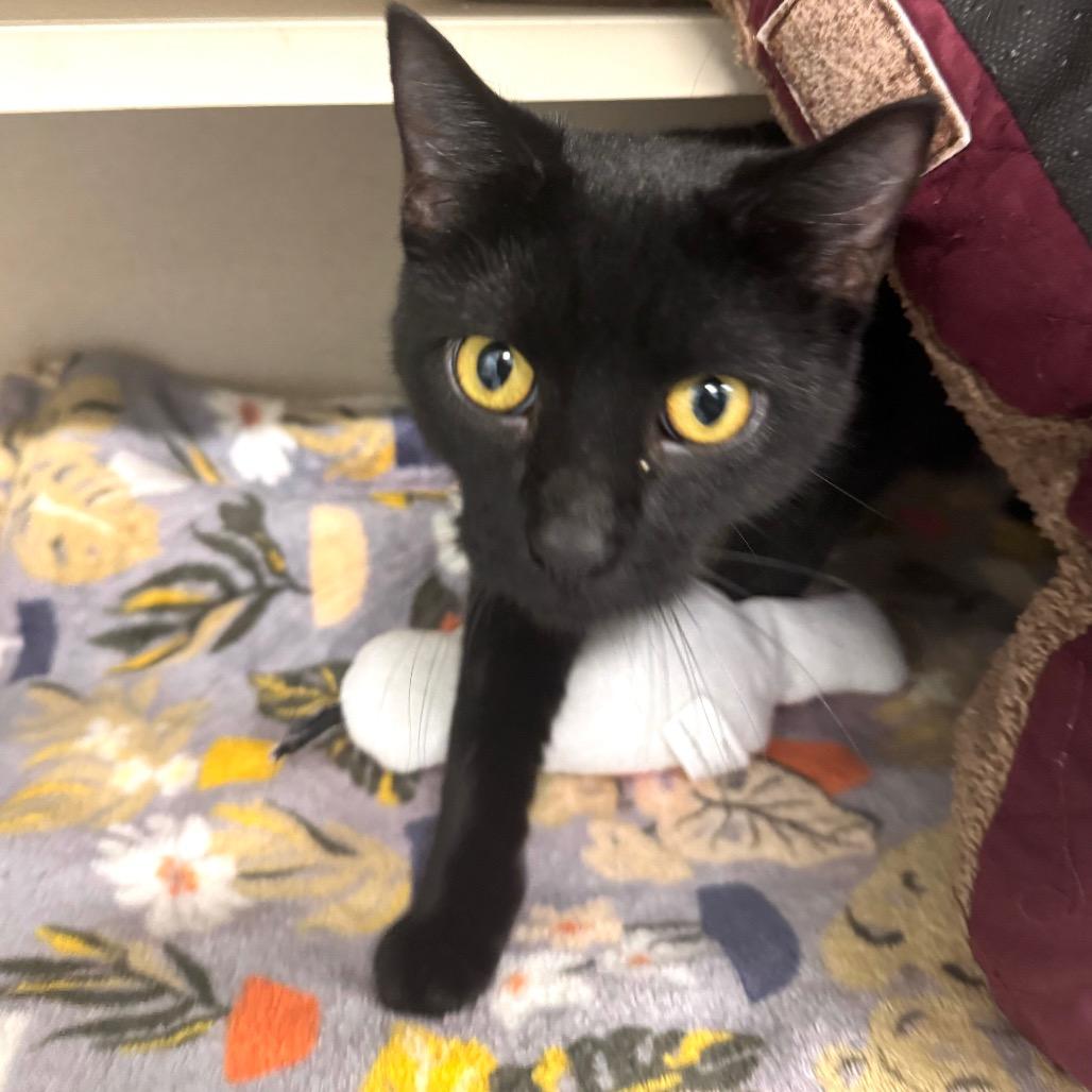 Odessa, Adoptable, Adult Female Domestic Short Hair & Domestic Short Hair.