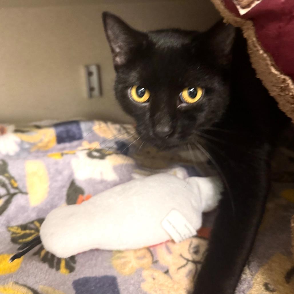 Odessa, a Adoptable mixed breed in Wheeling, IL image 2/4