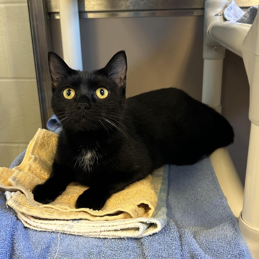 Odessa, a Adoptable mixed breed in Wheeling, IL image 3/4