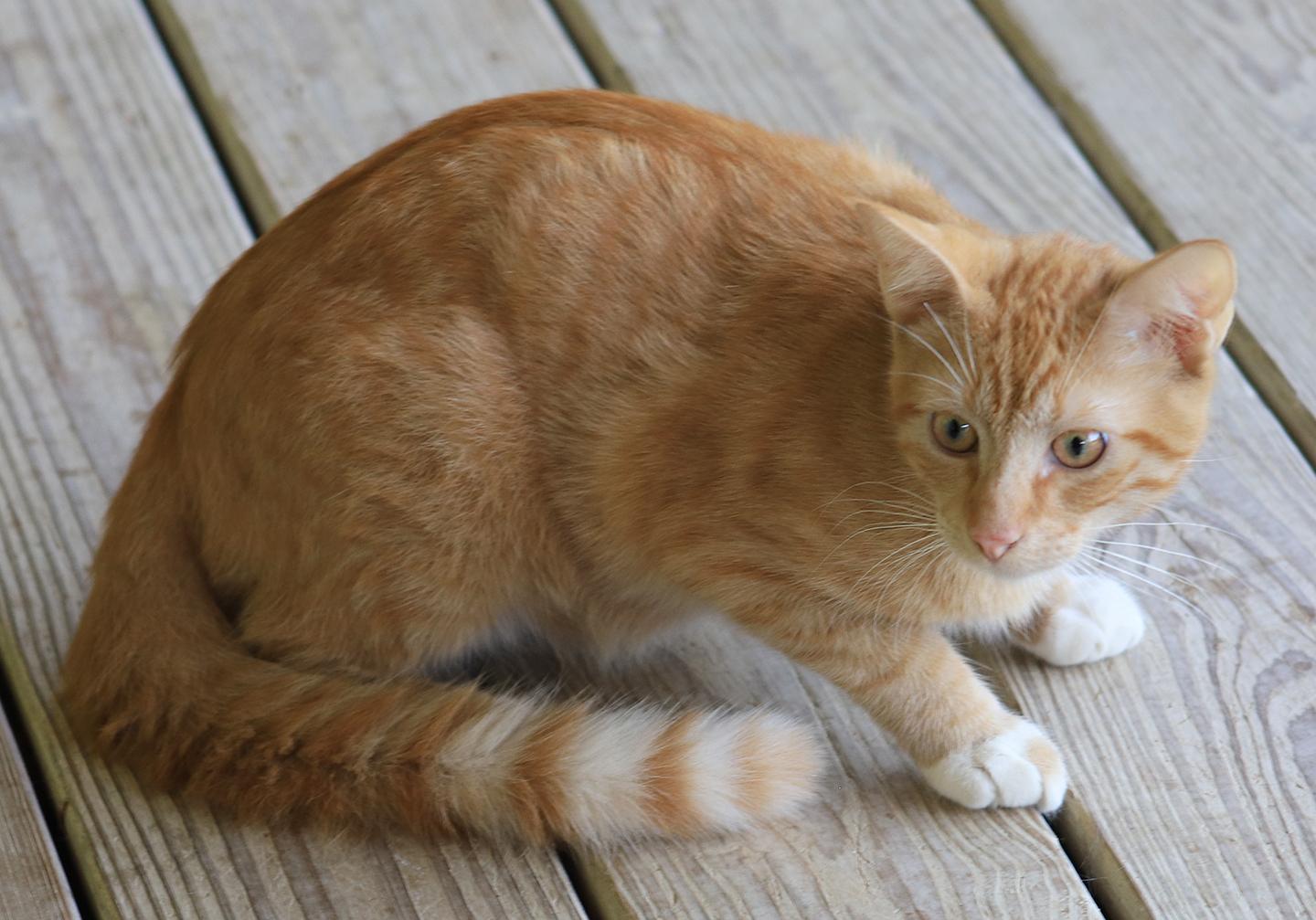 Sully, Young Male unknown