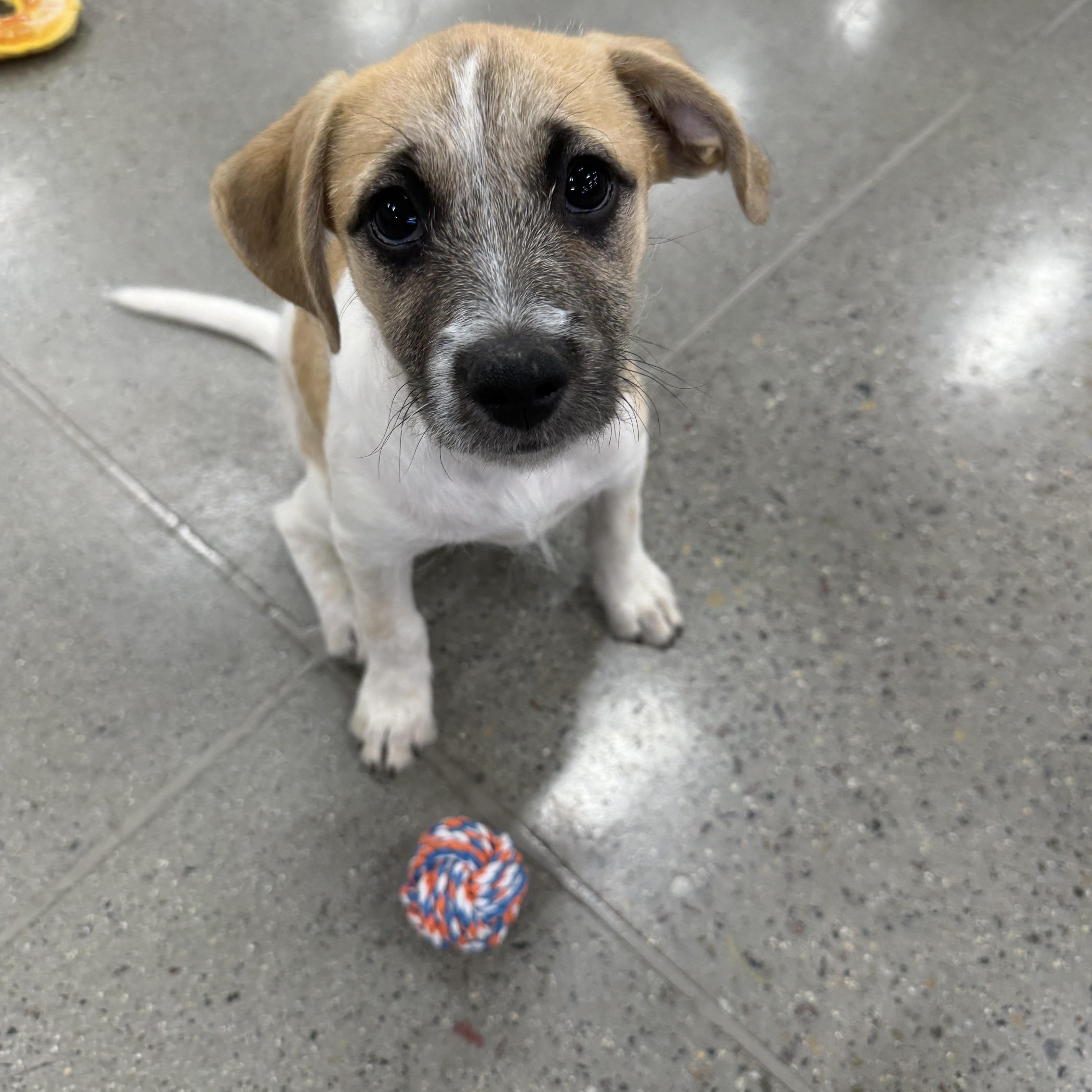 Enlarge Antonia, a Adopted mixed breed in El Cajon, CA image 3/3