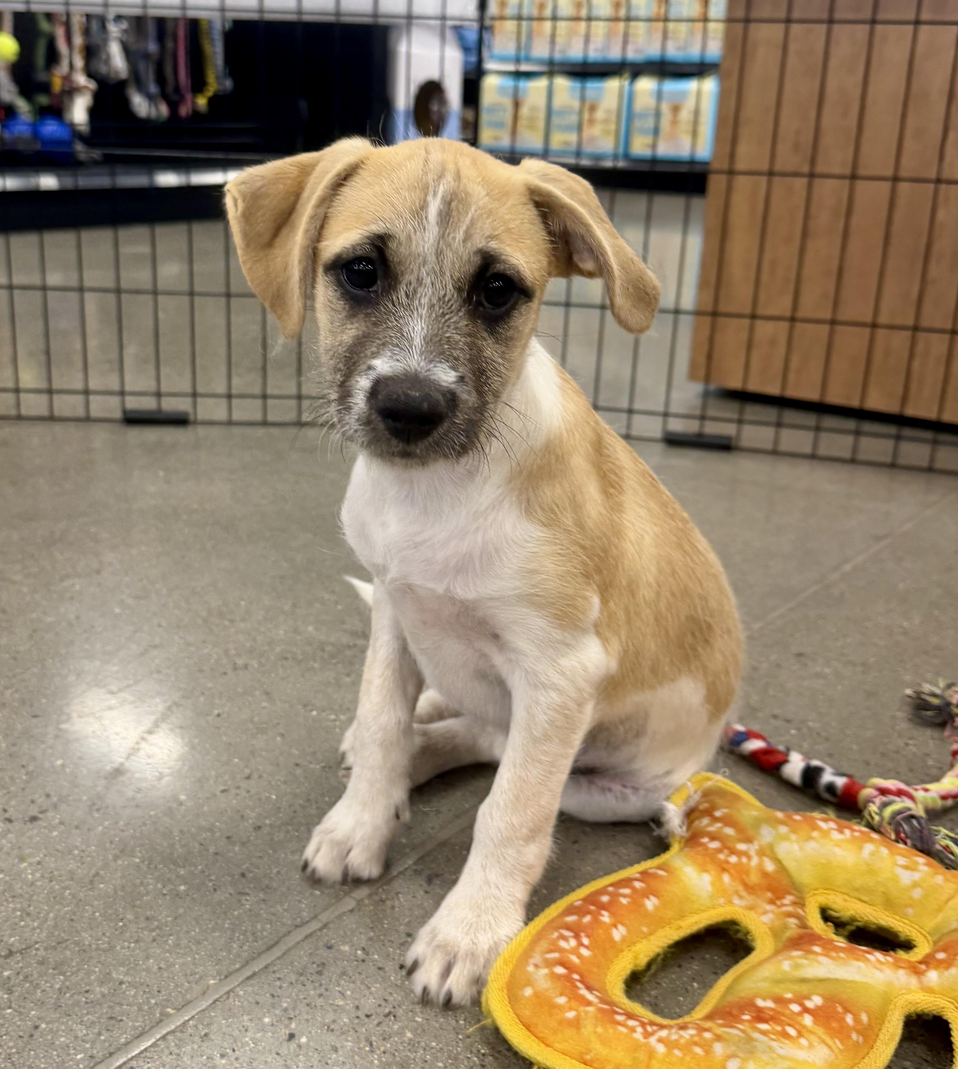 Enlarge Antonia, a Adopted mixed breed in El Cajon, CA image 2/3