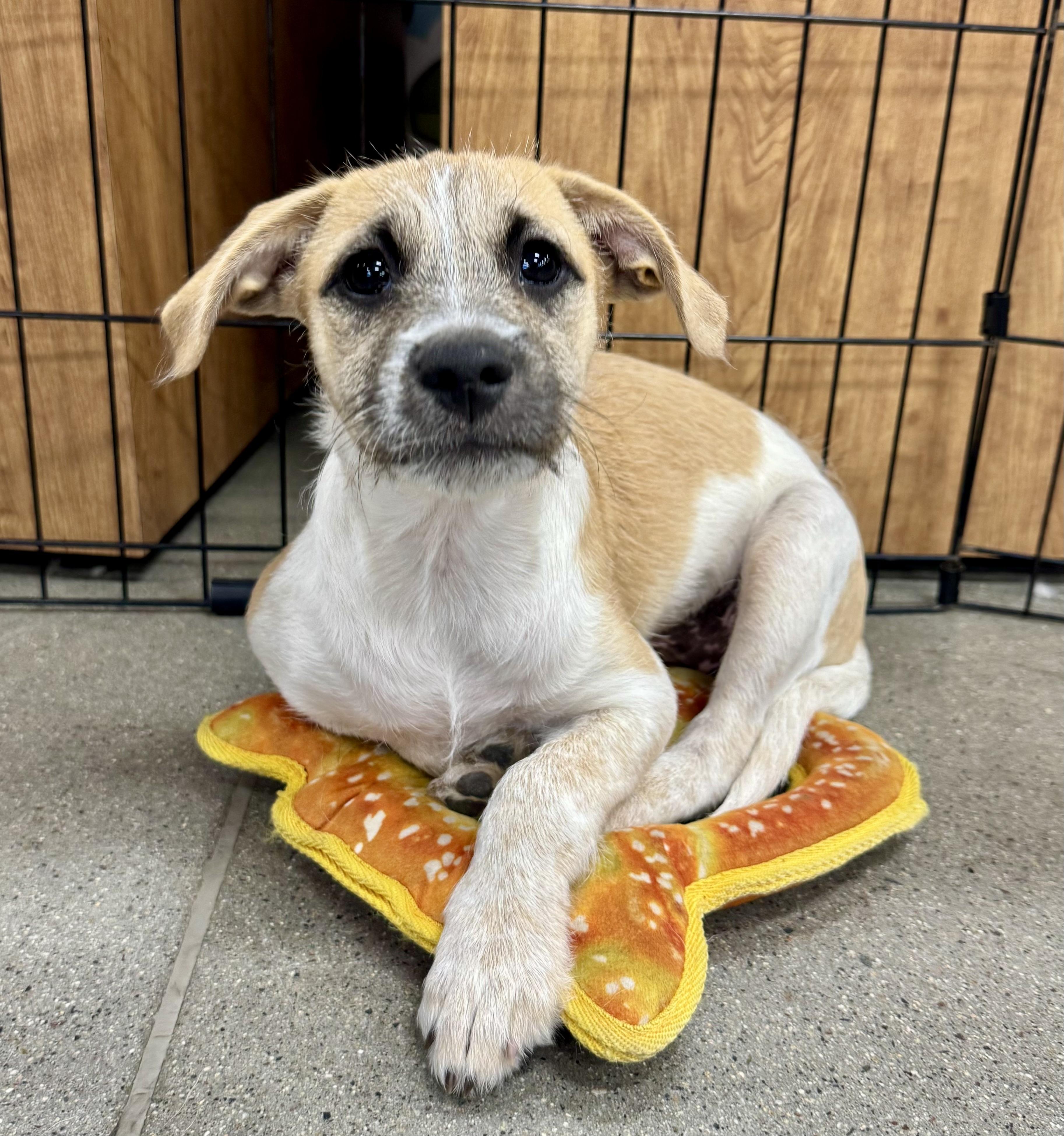 Enlarge Antonia, a Adopted mixed breed in El Cajon, CA image 1/3