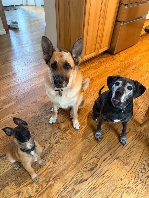 Enlarge Anders, a Adoptable mixed breed in Seattle, WA image 2/6