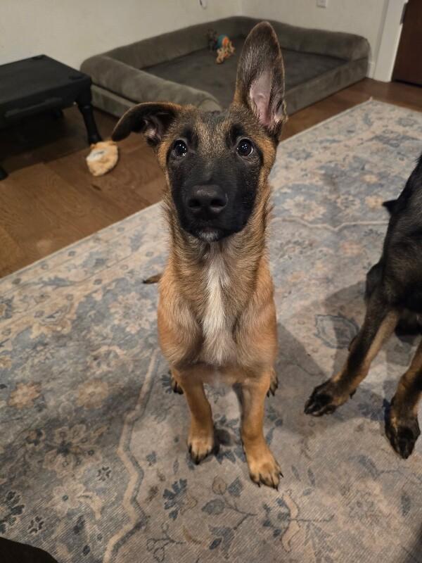 Enlarge Anders, a Adoptable mixed breed in Seattle, WA image 1/3