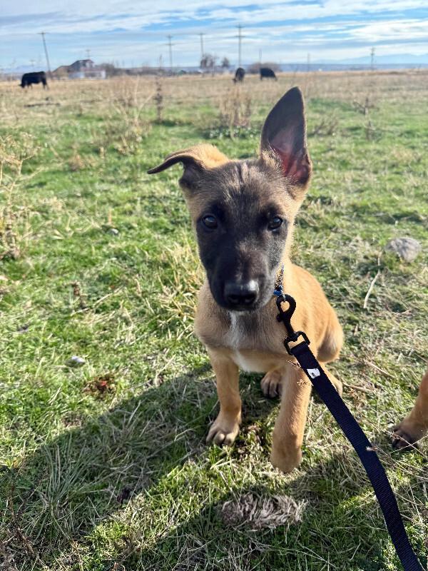 Enlarge Anders, a Adoptable mixed breed in Seattle, WA image 3/6