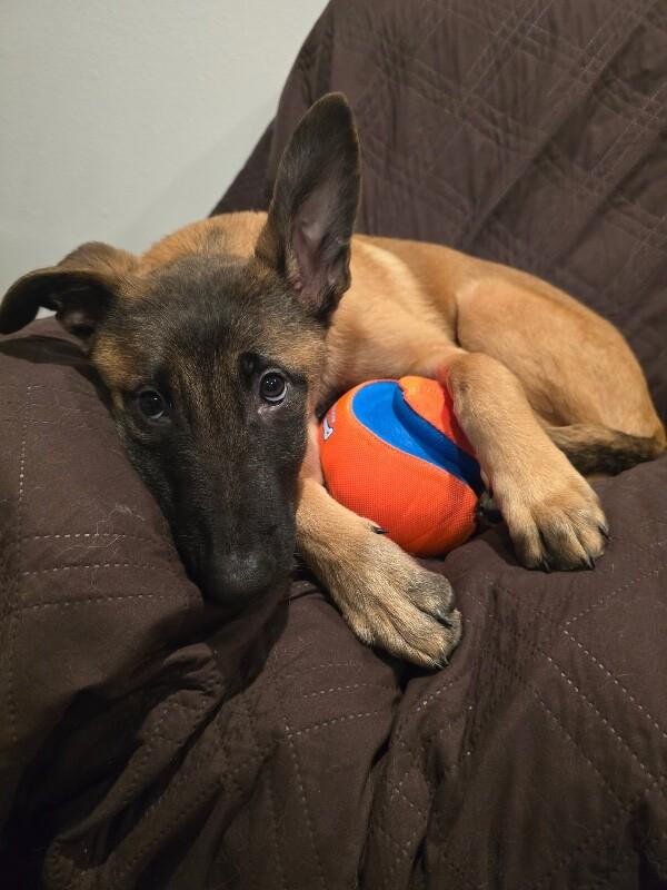 Enlarge Anders, a Adoptable mixed breed in Seattle, WA image 3/3