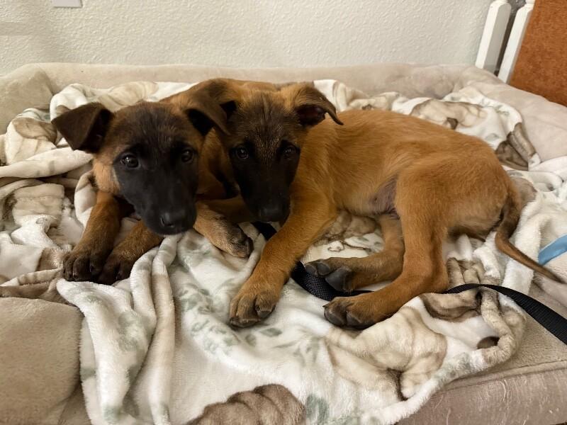 Enlarge Anders, a Adoptable mixed breed in Seattle, WA image 4/6