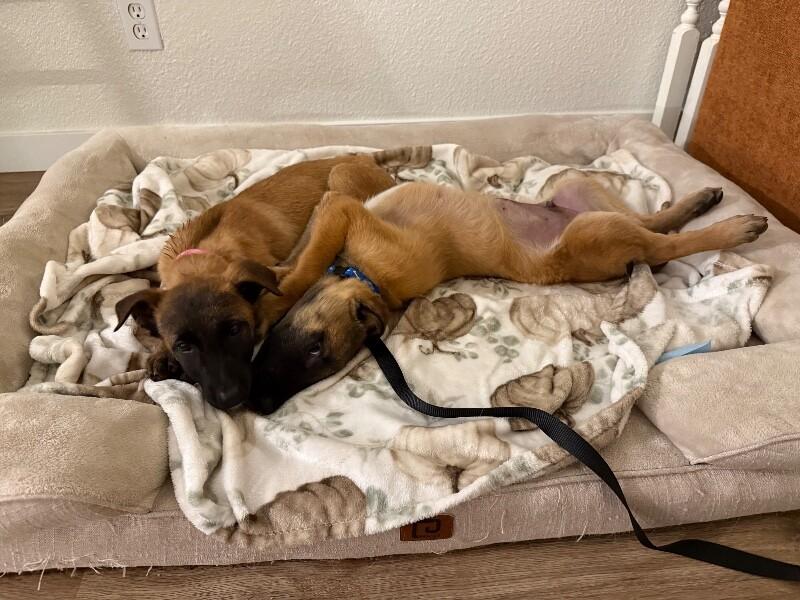 Enlarge Anders, a Adoptable mixed breed in Seattle, WA image 5/6