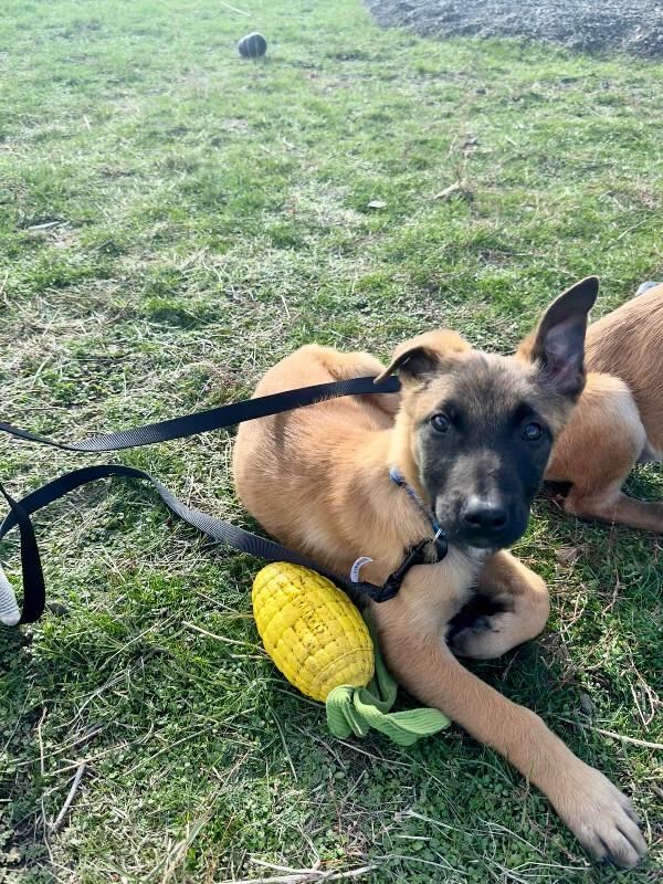 Enlarge Anders, a Adoptable mixed breed in Seattle, WA image 6/6
