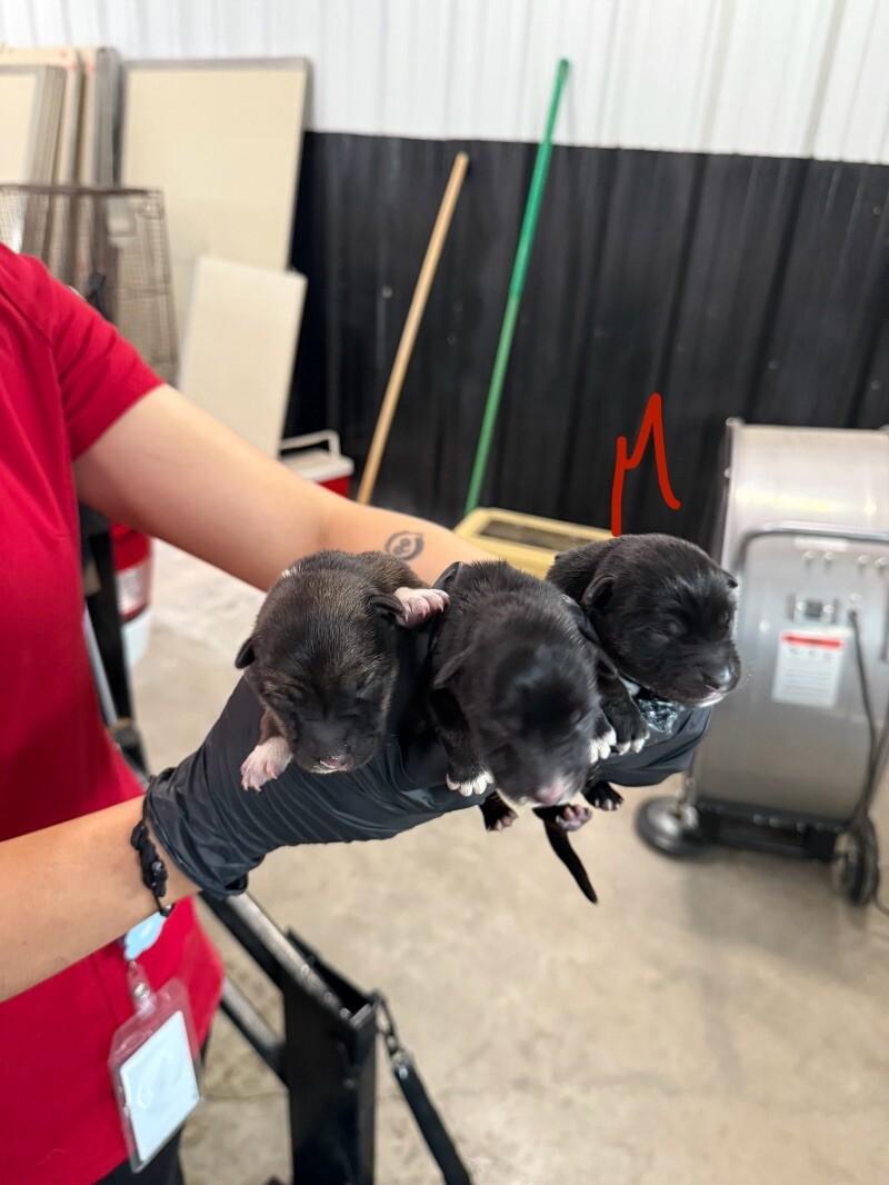 Enlarge Deborah, a Adoptable Mixed Breed in Hobbs, NM image 3/6