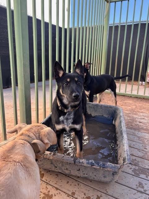 Enlarge Deborah, a Adoptable Mixed Breed in Hobbs, NM image 4/6