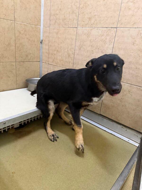 Enlarge Deborah, a Adoptable Mixed Breed in Hobbs, NM image 6/6