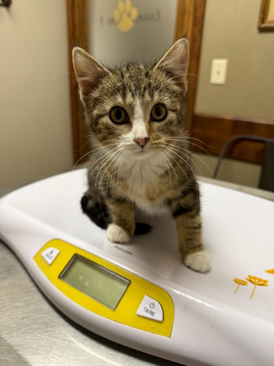 Enlarge Nina, an adopted Domestic Short Hair in Cottonwood, MN image 1/3