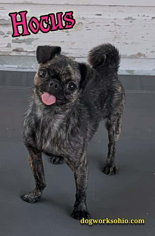 Enlarge Hocus, a Adopted mixed breed in Toledo, OH image 1/3