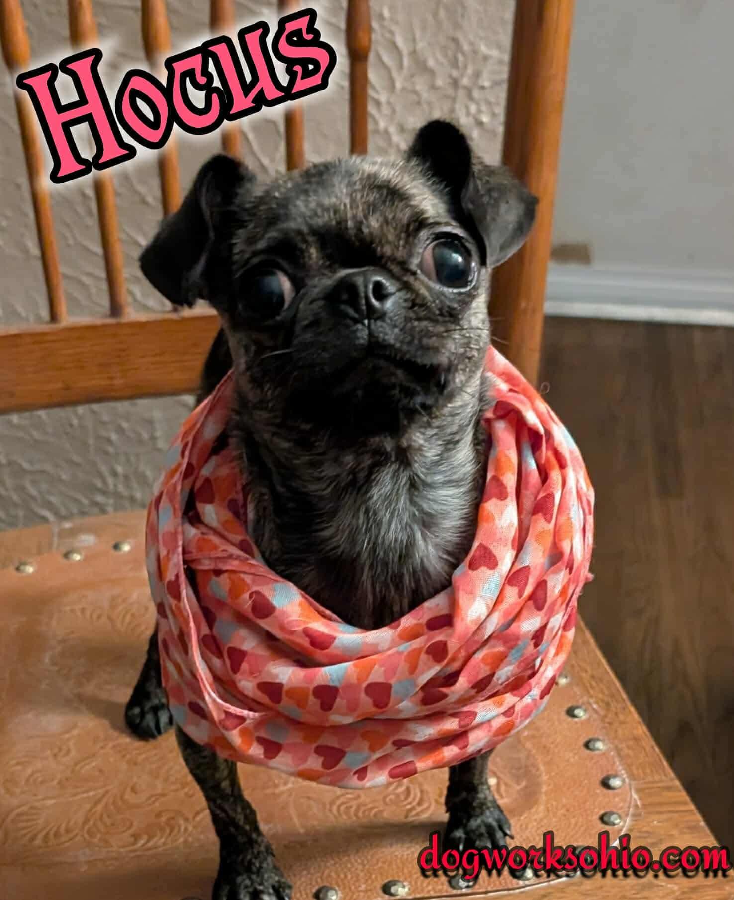 Enlarge Hocus, a Adopted mixed breed in Toledo, OH image 2/3