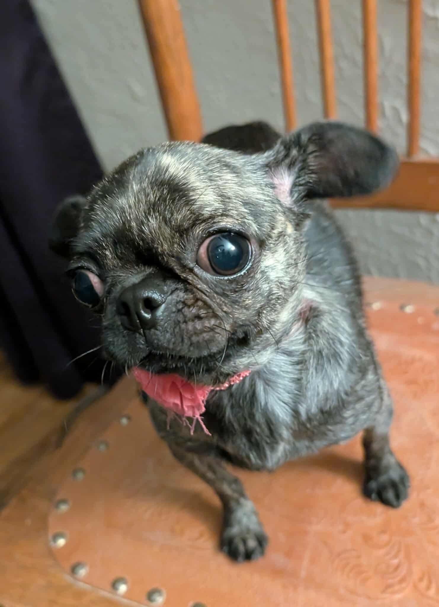 Enlarge Hocus, a Adopted mixed breed in Toledo, OH image 3/3